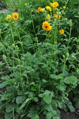 Pragtkærte Geum chiloense 'Lady Stratheden' 5-10 potte P9 Geum chiloense 'Lady Stratheden'