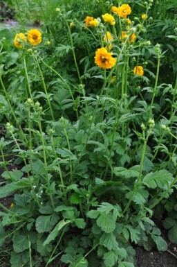 Pragtkærte Geum chiloense 'Lady Stratheden' 5-10 potte P9