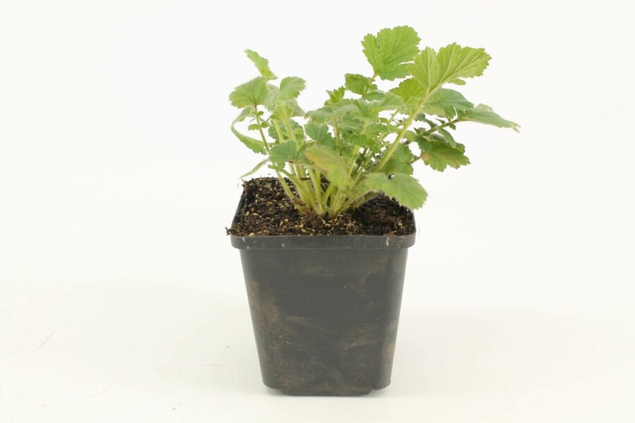 Pragtkærte Geum chiloense 'Lady Stratheden' 5-10 potte P9 Geum chiloense 'Lady Stratheden'