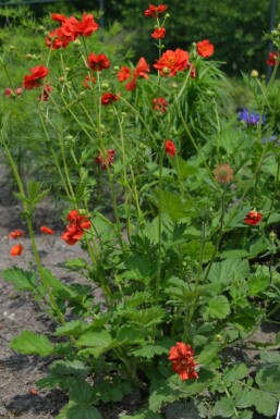 Pragtkærte Geum chiloense 'Mrs Bradshaw' 5-10 potte P9 Geum chiloense 'Mrs Bradshaw'