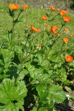 Rød nellikerod Geum coccineum 'Borisii' 5-10 potte P9