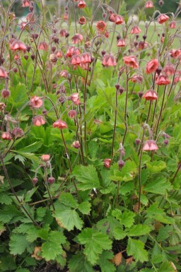 Eng-nellikerod Geum rivale 'Leonard's Variety' 5-10 potte P9 Geum rivale 'Leonard's Variety'