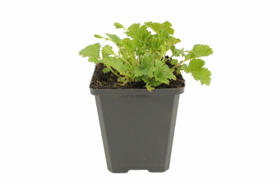 Eng-nellikerod Geum rivale 'Leonard's Variety' 5-10 potte P9 Geum rivale 'Leonard's Variety'