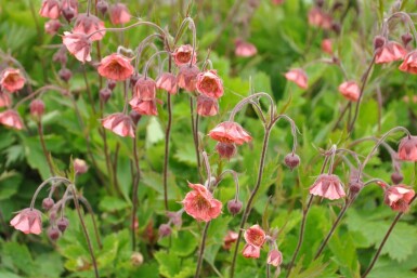 Eng-nellikerod Geum rivale 'Leonard's Variety' 5-10 potte P9 Geum rivale 'Leonard's Variety'