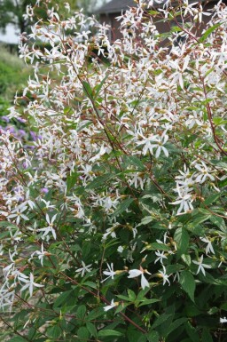 Sommerfugleblomst Gillenia trifoliata 5-10 potte P9 Gillenia trifoliata