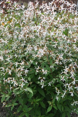Sommerfugleblomst Gillenia trifoliata 5-10 potte P9 Gillenia trifoliata
