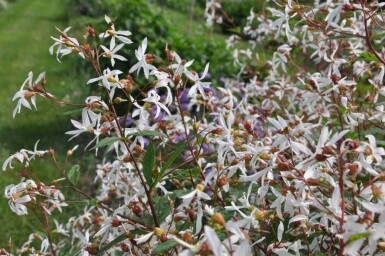 Sommerfugleblomst Gillenia trifoliata 5-10 potte P9