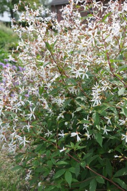 Sommerfugleblomst Gillenia trifoliata 5-10 potte P9