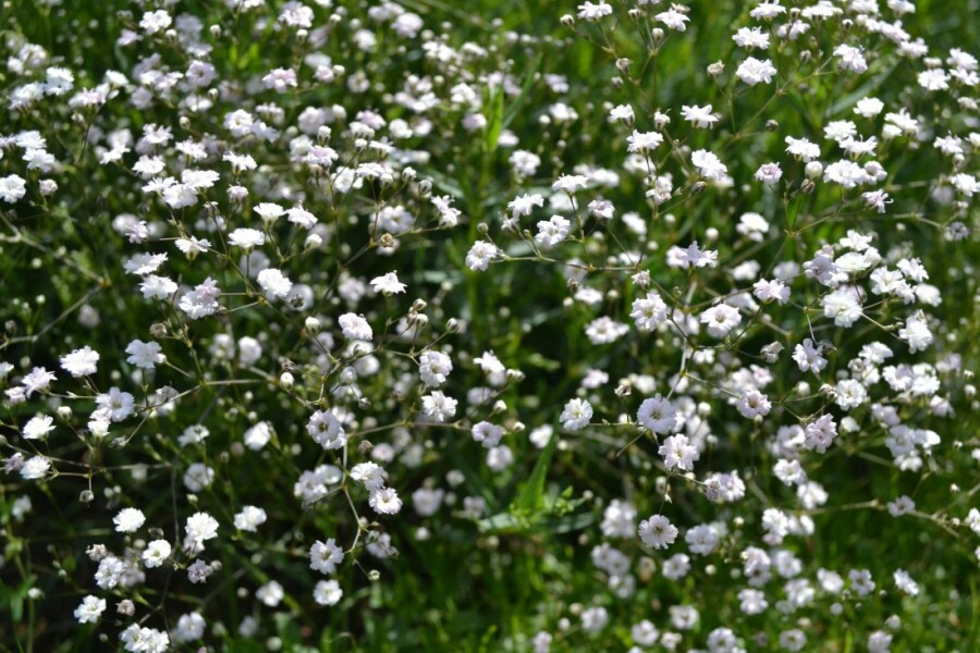 Flerårig brudeslør Gypsophila paniculata 'Rosenschleier' 5-10 potte P9 Gypsophila paniculata 'Rosenschleier'