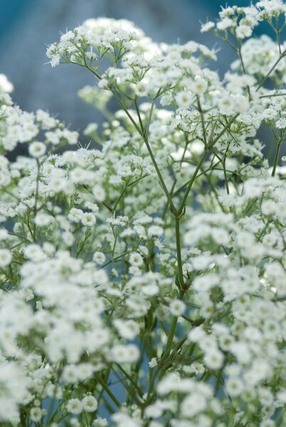 Flerårig brudeslør Gypsophila paniculata 'Schneeflocke' 5-10 potte P9 Gypsophila paniculata 'Schneeflocke'
