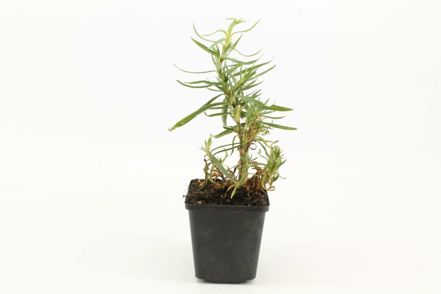 Flerårig brudeslør Gypsophila paniculata 'Schneeflocke' 5-10 potte P9 Gypsophila paniculata 'Schneeflocke'