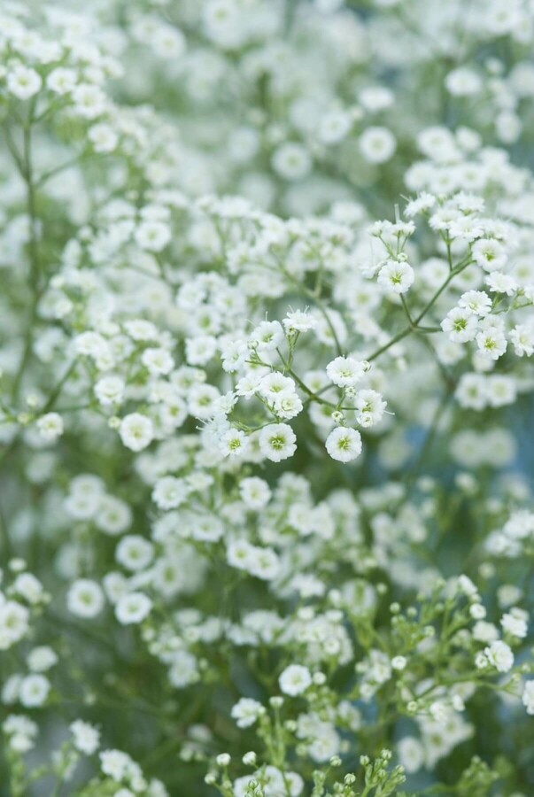 Flerårig brudeslør Gypsophila paniculata 'Schneeflocke' 5-10 potte P9 Gypsophila paniculata 'Schneeflocke'