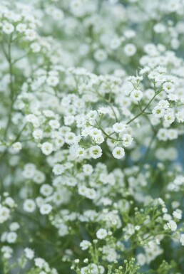 Flerårig brudeslør Gypsophila paniculata 'Schneeflocke' 5-10 potte P9 Gypsophila paniculata 'Schneeflocke'