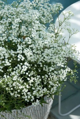 Flerårig brudeslør Gypsophila paniculata 'Schneeflocke' 5-10 potte P9 Gypsophila paniculata 'Schneeflocke'