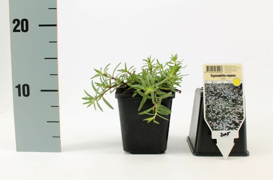 Dværg-gipsurt Gypsophila repens 'Alba' 5-10 potte P9 Gypsophila repens 'Alba'