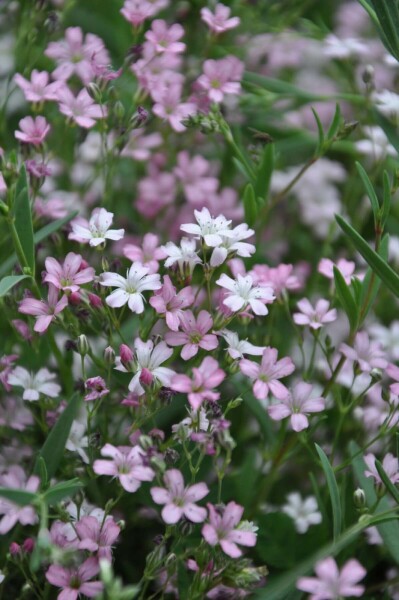 Dværg-gipsurt Gypsophila repens 'Rosea' 5-10 potte P9 Gypsophila repens 'Rosea'