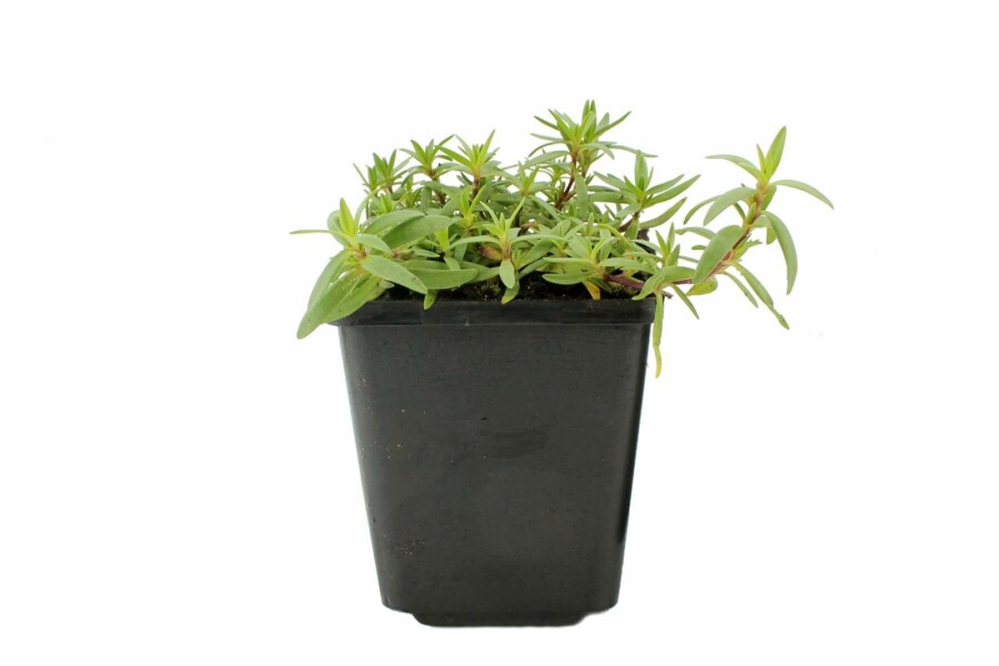 Dværg-gipsurt Gypsophila repens 'Rosea' 5-10 potte P9 Gypsophila repens 'Rosea'