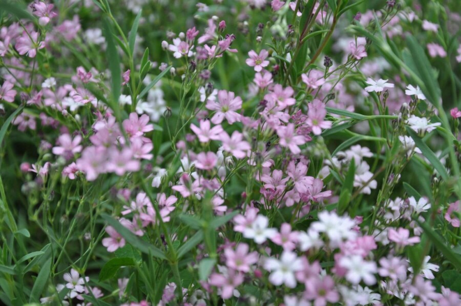 Dværg-gipsurt Gypsophila repens 'Rosea' 5-10 potte P9 Gypsophila repens 'Rosea'