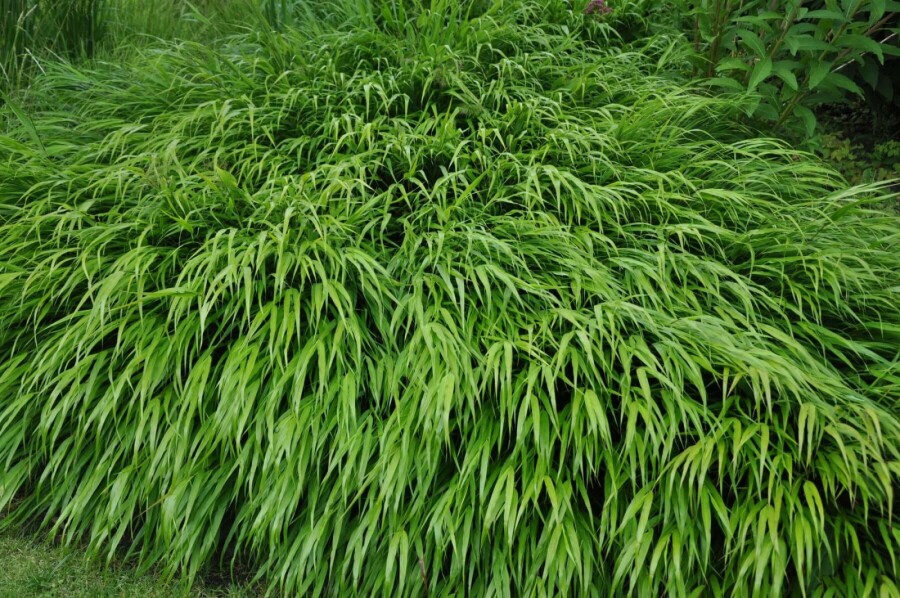 Japansk skovgræs Hakonechloa macra 5-10 potte P9 Hakonechloa macra