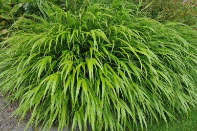 Japansk skovgræs Hakonechloa macra 5-10 potte P9 Hakonechloa macra