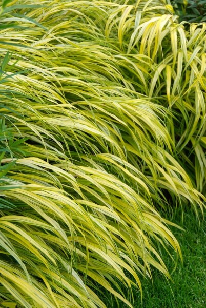 Japansk skovgræs Hakonechloa macra 'Aureola' 5-10 potte P9 Hakonechloa macra 'Aureola'