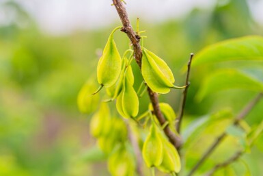Halesia carolina C3 20-30