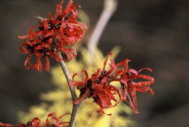 Hybridtroldnød Hamamelis × intermedia 'Diana' busk 80-100 potte C12