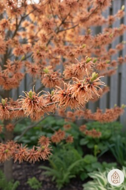 Hamamelis intermedia 'Jelena' busk 40-50 cm