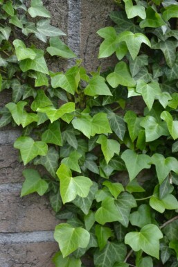 Almindelig vedbend Hedera helix 5-10 potte P9 Hedera helix P9 5-10 cm