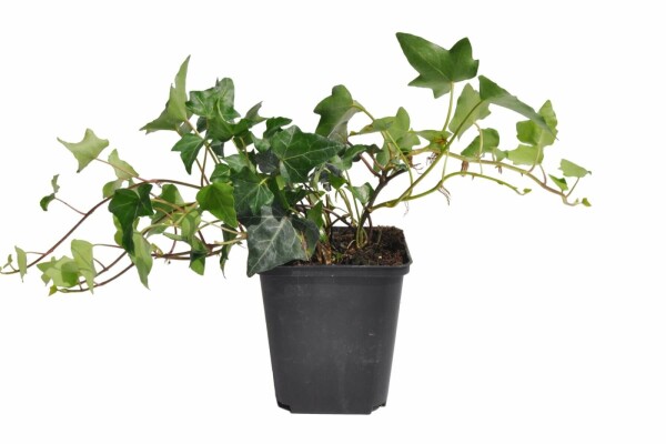 Almindelig vedbend Hedera helix 5-10 potte P9 Hedera helix P9 5-10 cm