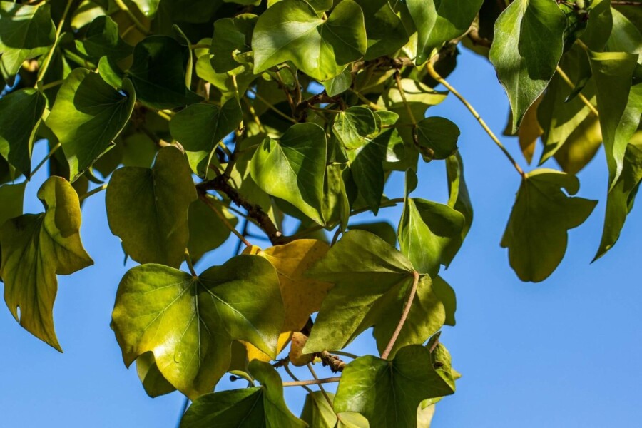Almindelig vedbend Hedera helix 'Arborescens' busk 30-40 potte C3 Hedera helix 'Arborescens' busk 30-40 cm