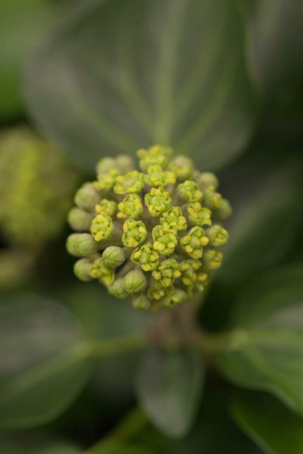 Almindelig vedbend Hedera helix 'Arborescens' busk 30-40 potte C3 Hedera helix 'Arborescens' busk 30-40 cm