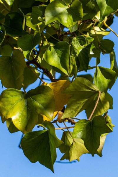 Almindelig vedbend Hedera helix 'Arborescens' busk 20-30 potte C2 Hedera helix 'Arborescens' busk 20-30 cm