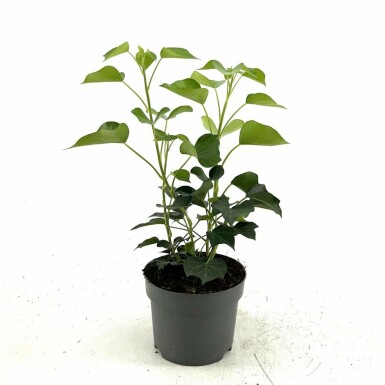Almindelig vedbend Hedera helix 'Arborescens' busk 20-30 potte C2