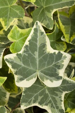 Almindelig vedbend Hedera helix 'Glacier' 5-10 potte P9 Hedera helix 'Glacier'