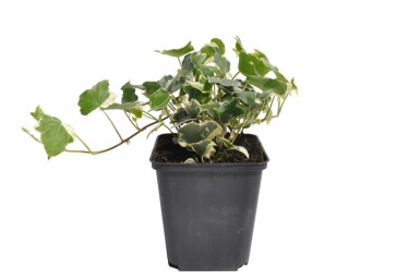 Almindelig vedbend Hedera helix 'Glacier' 5-10 potte P9 Hedera helix 'Glacier'