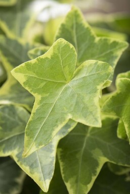 Almindelig vedbend Hedera helix 'Goldchild' 5-10 potte P9 Hedera helix 'Goldchild'