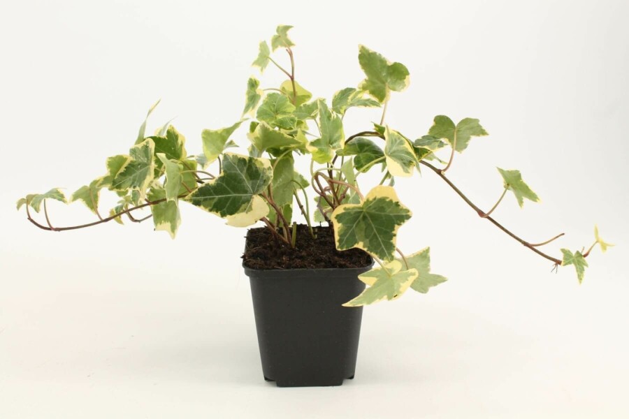 Almindelig vedbend Hedera helix 'Goldchild' 5-10 potte P9 Hedera helix 'Goldchild'