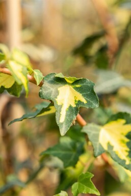 Almindelig vedbend Hedera helix 'Goldheart' 5-10 potte P9 Hedera helix 'Goldheart'