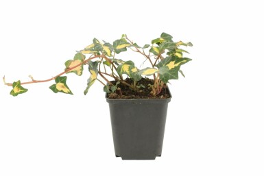 Almindelig vedbend Hedera helix 'Goldheart' 5-10 potte P9 Hedera helix 'Goldheart'