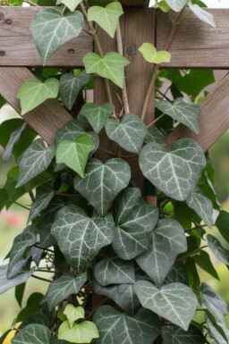 Almindelig vedbend Hedera helix 'Plattensee' 5-10 potte P9 Hedera helix 'Plattensee'