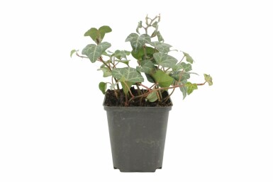 Almindelig vedbend Hedera helix 'Plattensee' 5-10 potte P9 Hedera helix 'Plattensee'