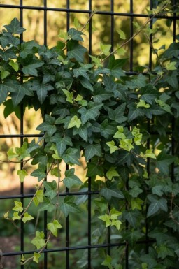 Almindelig vedbend Hedera helix 'Shamrock' 5-10 potte P9 Hedera helix 'Shamrock'