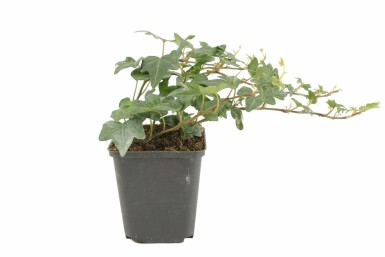 Almindelig vedbend Hedera helix 'Shamrock' 5-10 potte P9 Hedera helix 'Shamrock'