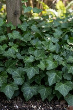 Almindelig vedbend Hedera helix 'Woerner' 5-10 potte P9 Hedera helix 'Woerner'