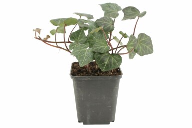 Almindelig vedbend Hedera helix 'Woerner' 5-10 potte P9 Hedera helix 'Woerner'
