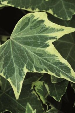 Almindelig vedbend Hedera helix 'Yellow Ripple' 5-10 potte P9 Hedera helix 'Yellow Ripple'