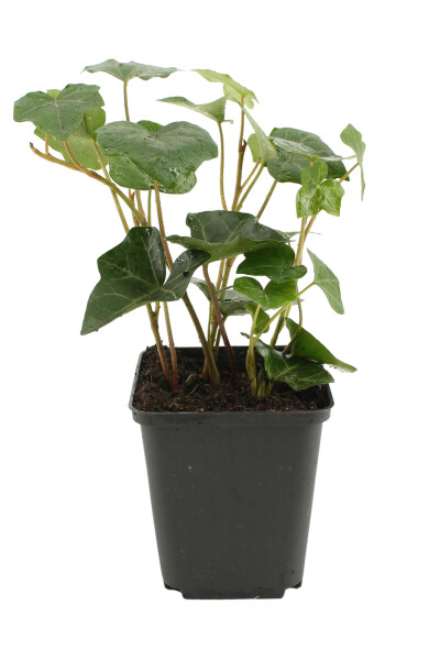 Irsk vedbend Hedera hibernica 5-10 potte P9 Hedera hibernica P9 5-10 cm
