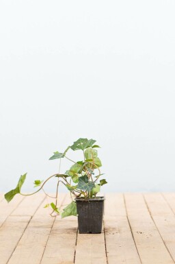 Irsk vedbend Hedera hibernica 5-10 potte P9 Hedera hibernica P9 5-10 cm