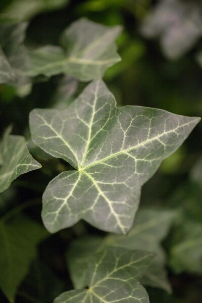 Irsk vedbend Hedera hibernica 5-10 potte P9 Hedera hibernica P9 5-10 cm
